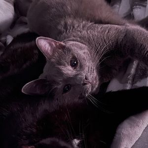 Meet your Posher, Sven